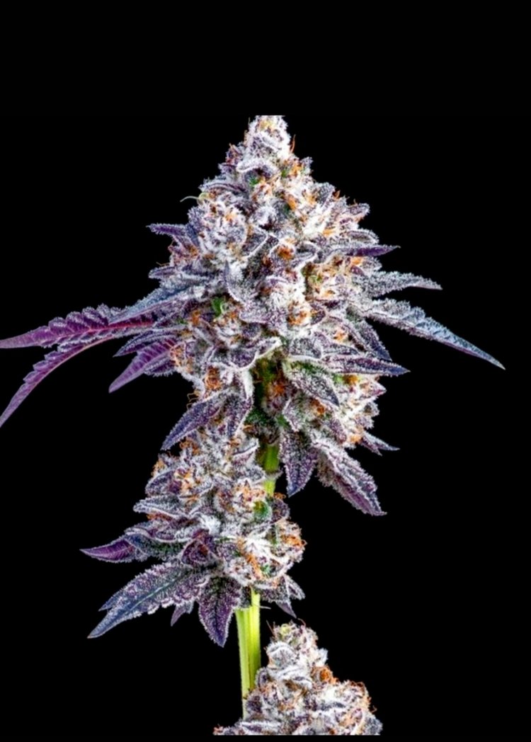 Feminized seed strain genetics