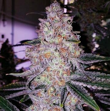 Feminized seed strain genetics