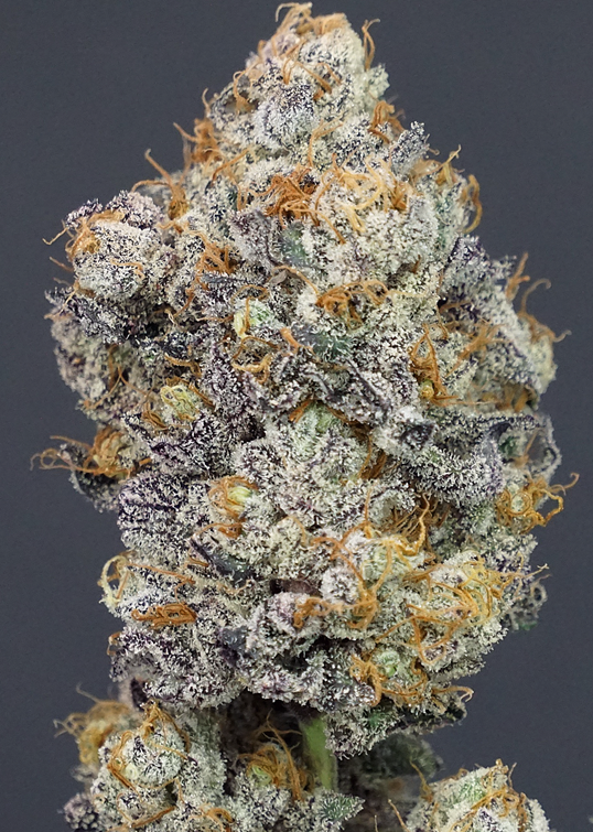 Feminized seed strain genetics