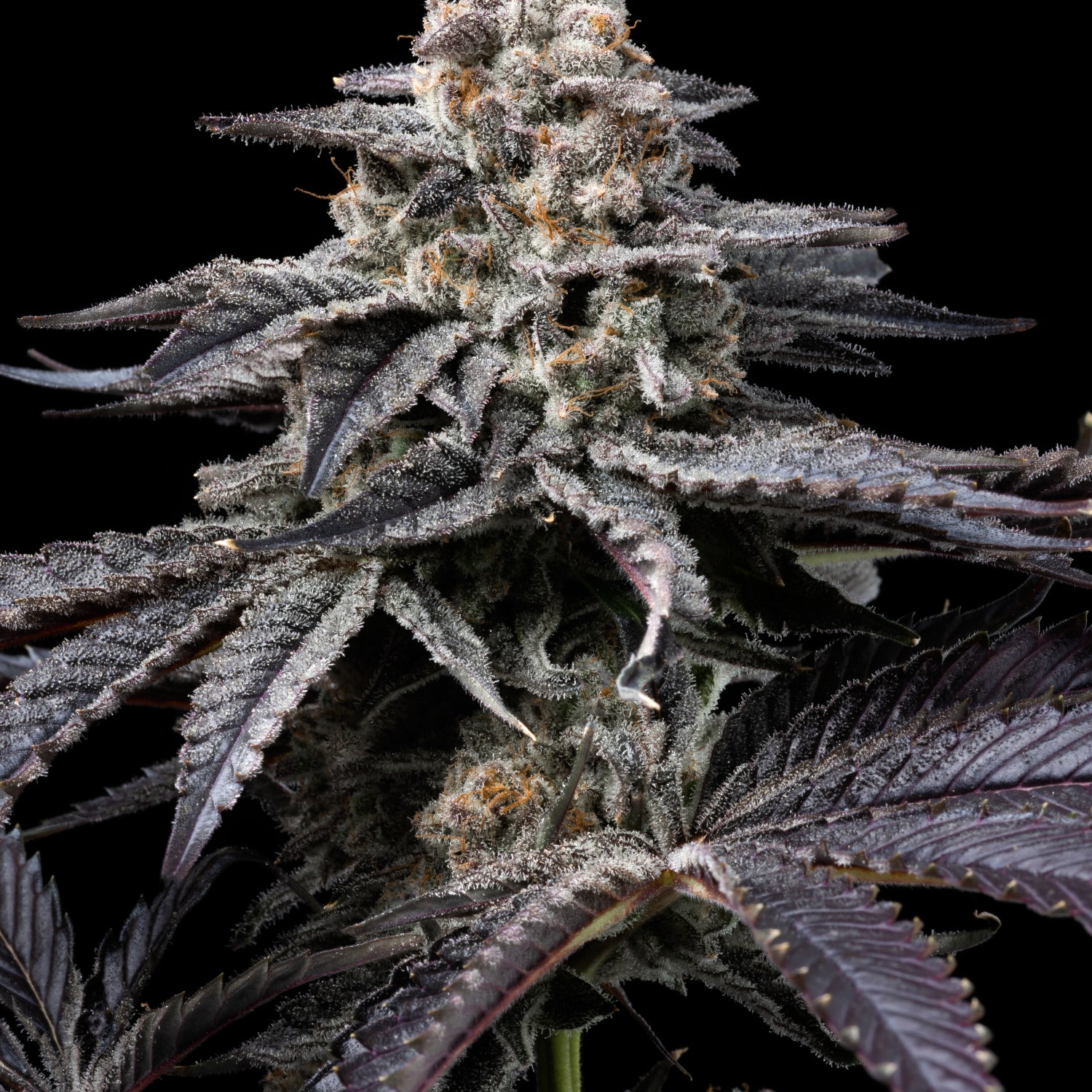 Feminized seed strain genetics