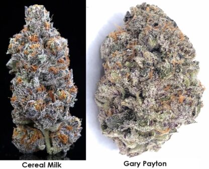 cereal milk x gary payton strain genetics feminized seeds