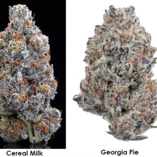 cereal milk x georgia pie strain genetics feminized seeds