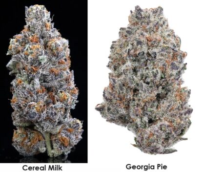cereal milk x georgia pie strain genetics feminized seeds