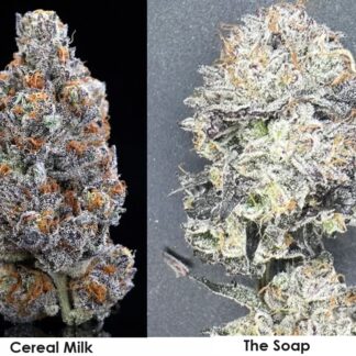 Cereal Milk (x) White Truffle strain genetics feminized seeds.