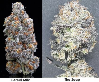 Cereal Milk (x) White Truffle strain genetics feminized seeds.
