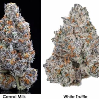 cereal milk x white truffle strain genetics feminized seeds